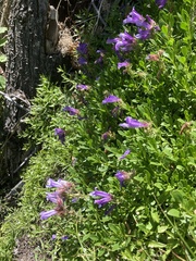 Penstemon fruticosus fruticosus