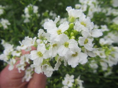 Cardamine leucantha