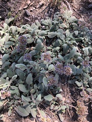 Phacelia hydrophylloides