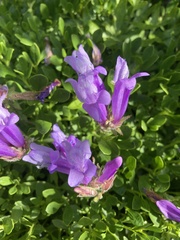Penstemon fruticosus fruticosus