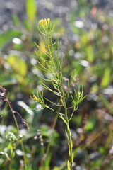 Erysimum cheiranthoides