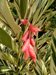 Alpinia vittata