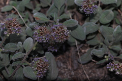 Phacelia hydrophylloides