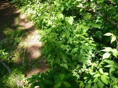 Agromyza valdorensis