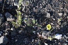Papaver pulvinatum