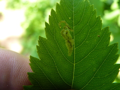 Agromyza valdorensis