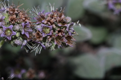 Phacelia hydrophylloides