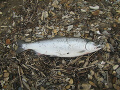 Oncorhynchus masou