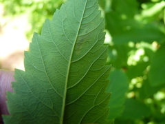 Agromyza valdorensis