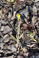 Hieracium putoranicum
