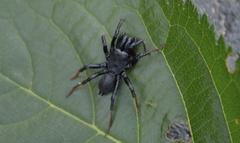 Sphodros atlanticus