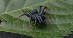 Sphodros atlanticus