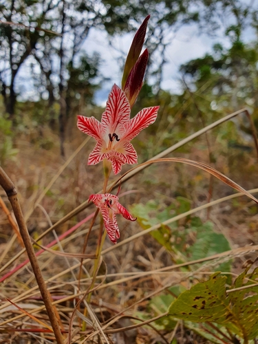 Gladiolus erectiflorus image