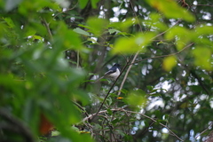 Copsychus albospecularis