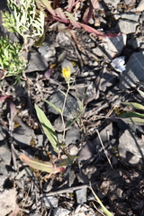 Hieracium putoranicum