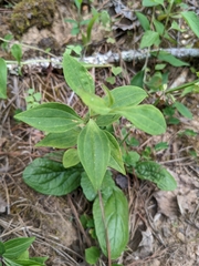 Marshallia trinervia