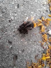 Bombus lapidarius