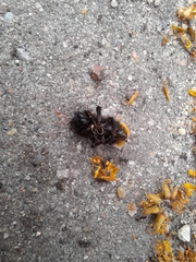 Bombus lapidarius