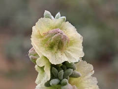 Maireana pyramidata