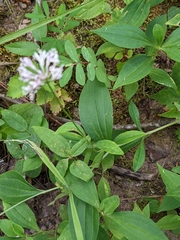 Marshallia trinervia