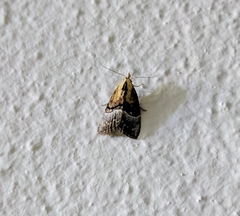 Nanola basalactifera