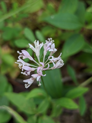 Image of Marshallia trinervia by (c) Briggs Armstrong, some rights reserved (CC BY)