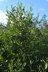 Salix gmelinii