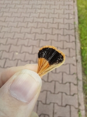 Noctua fimbriata
