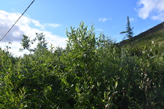 Salix gmelinii
