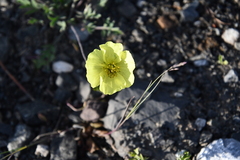 Papaver pulvinatum