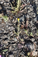 Hieracium putoranicum