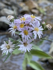 Symphyotrichum greatae