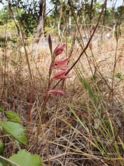 Gladiolus erectiflorus image