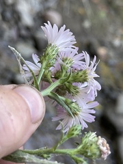 Symphyotrichum greatae