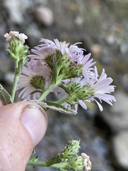 Symphyotrichum greatae