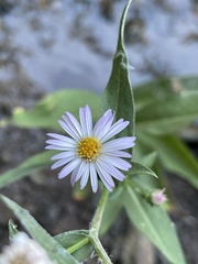 Symphyotrichum greatae