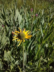 Rudbeckia californica