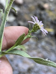 Symphyotrichum greatae