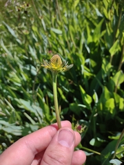 Rudbeckia californica