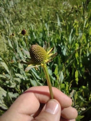 Rudbeckia californica