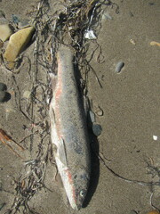 Pseudaspius