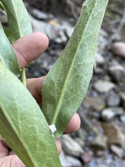 Symphyotrichum greatae