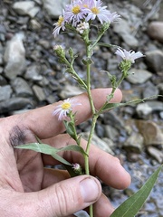 Symphyotrichum greatae
