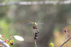 Onychogomphus forcipatus
