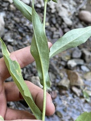 Symphyotrichum greatae