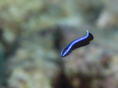 Labroides dimidiatus