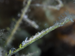 Kabeiro phasmida