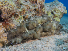 Stichopus