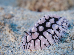 Phyllidiopsis sinaiensis