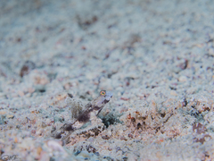 Tomiyamichthys latruncularius